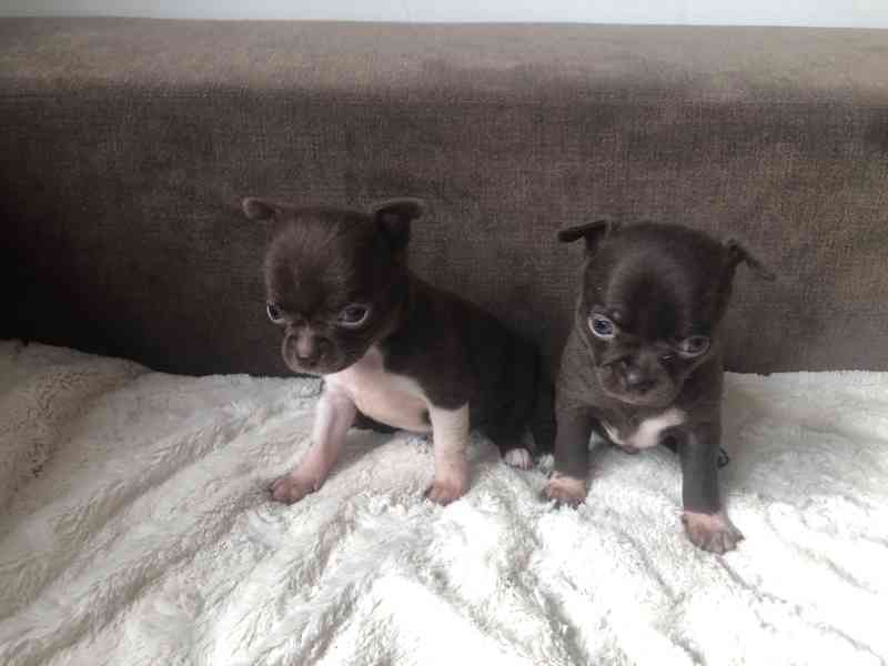 Čivava s PP - foto 10