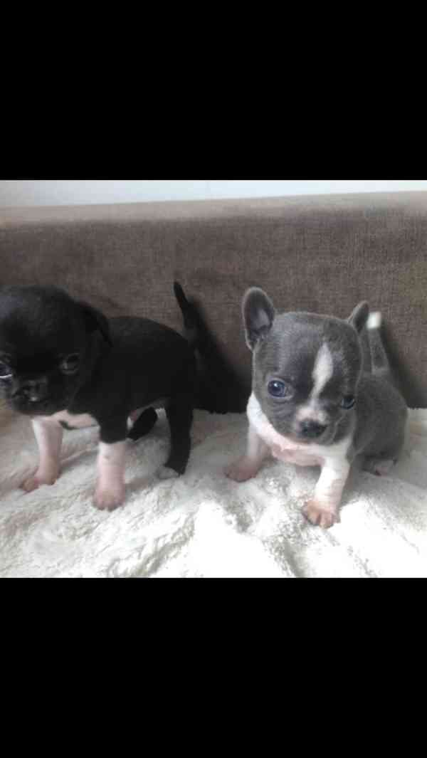 Čivava s PP - foto 1