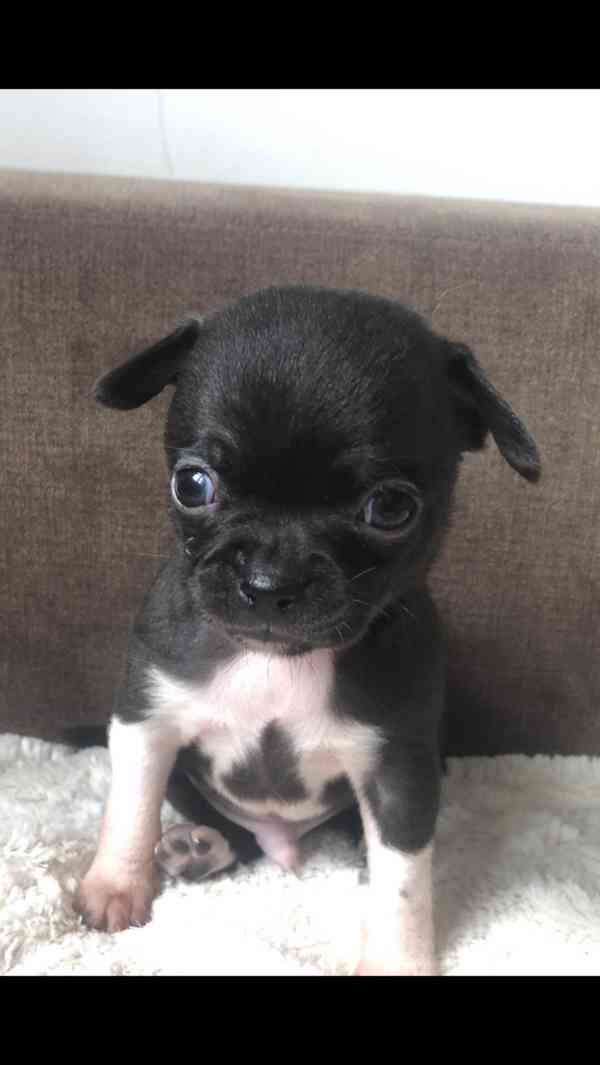 Čivava s PP - foto 6