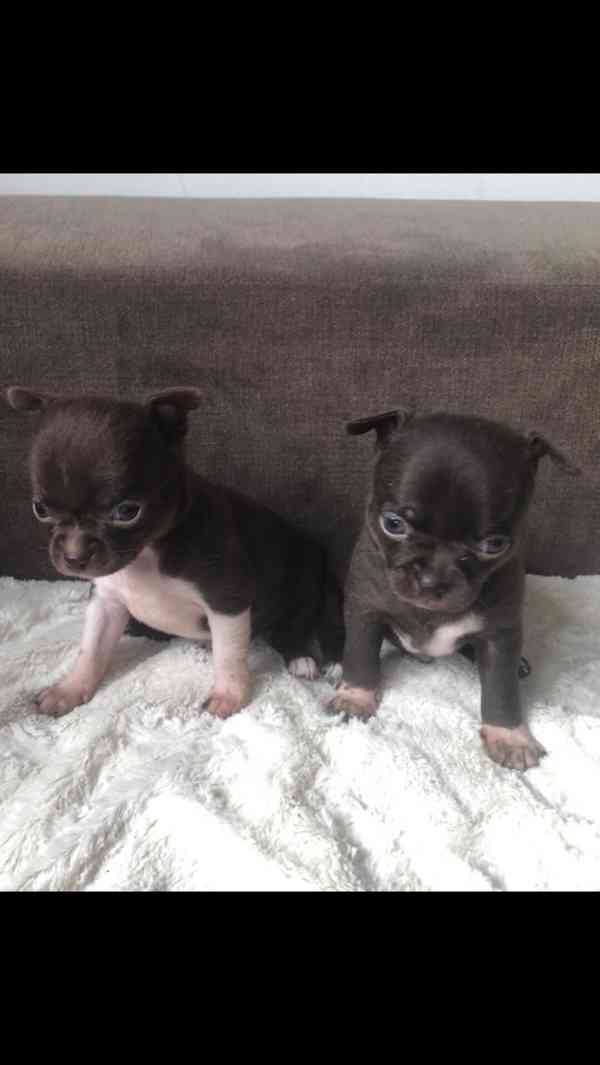 Čivava s PP - foto 5