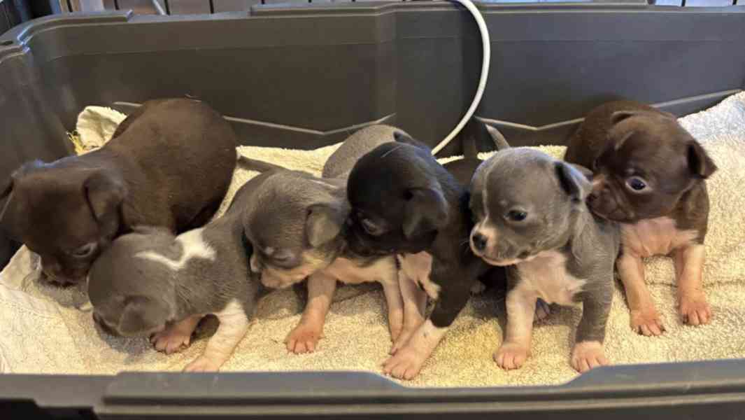 Čivava s PP - foto 2