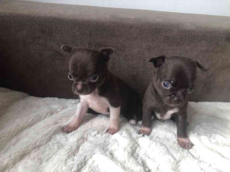 Čivava s PP - foto 9