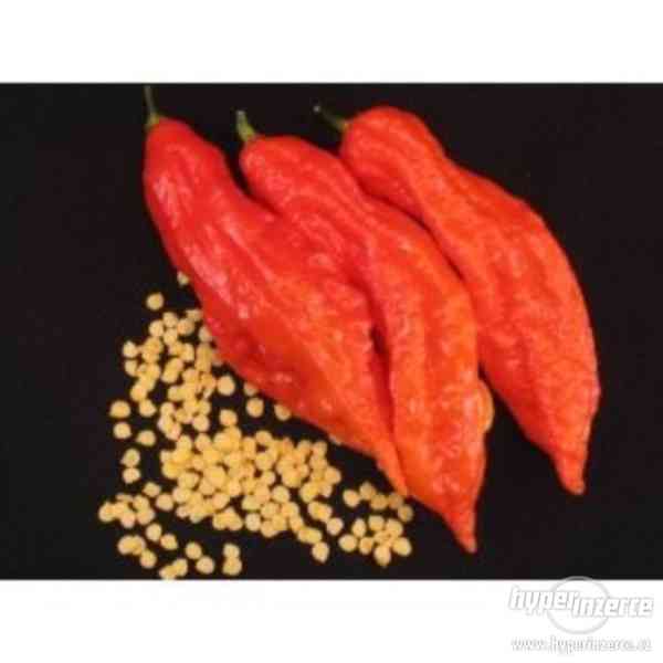 chilli Naga Jolokia Bhut Red - semena - foto 1