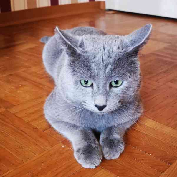 Nádherná ruská modrá koťátka - foto 1