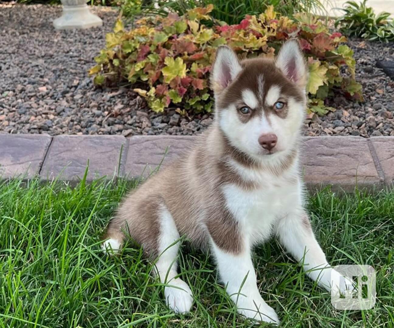 Sibiřský husky s PP – štěňata po pracovně vedených rodičích - foto 1