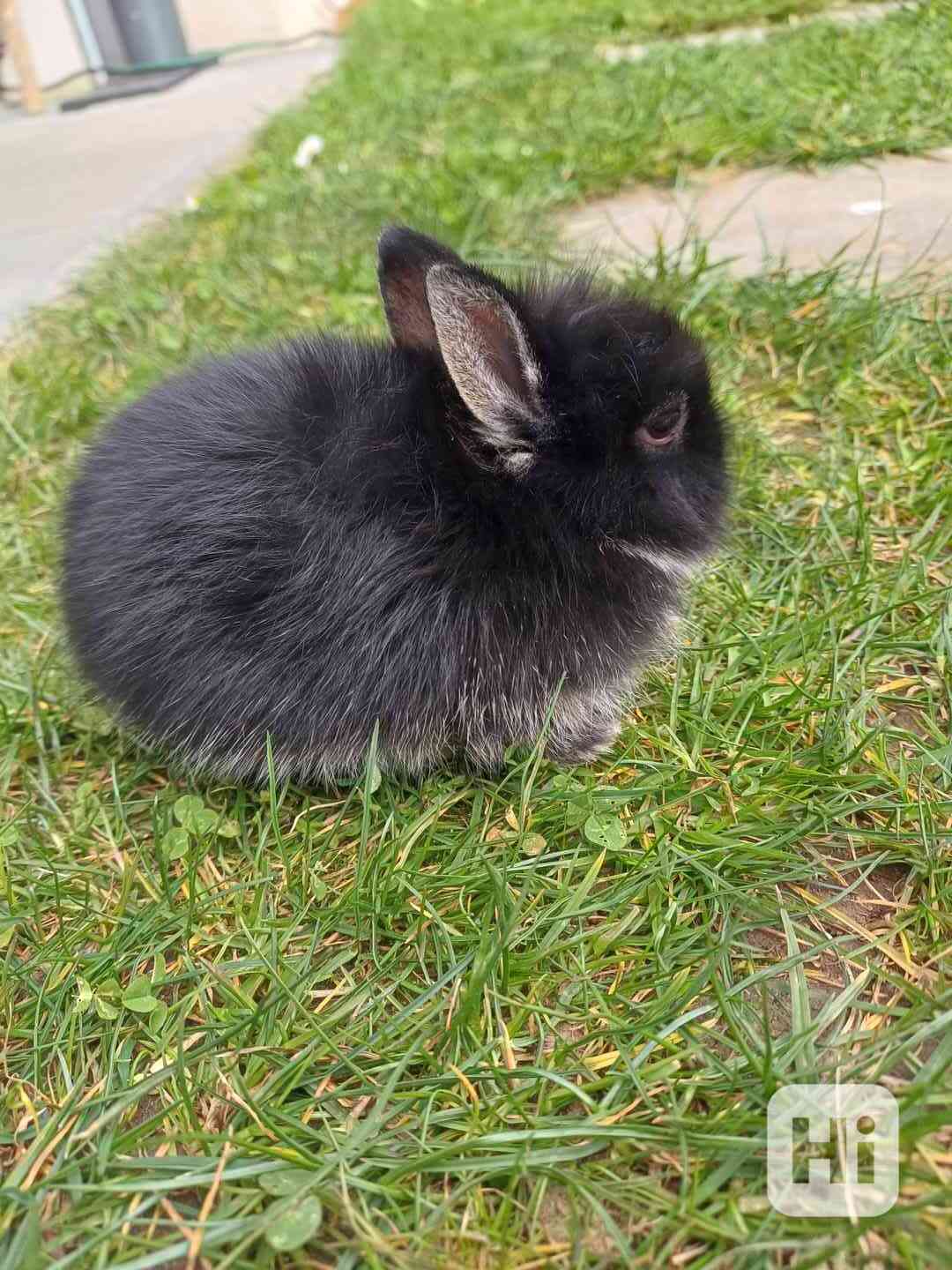 Králíci Teddy - foto 1