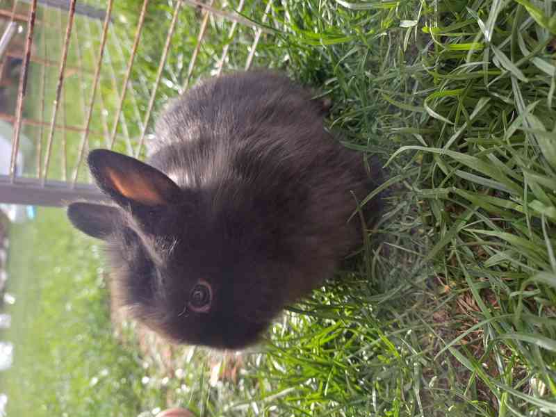 Králíci Teddy - foto 2