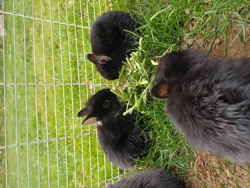 Králíci Teddy - foto 3