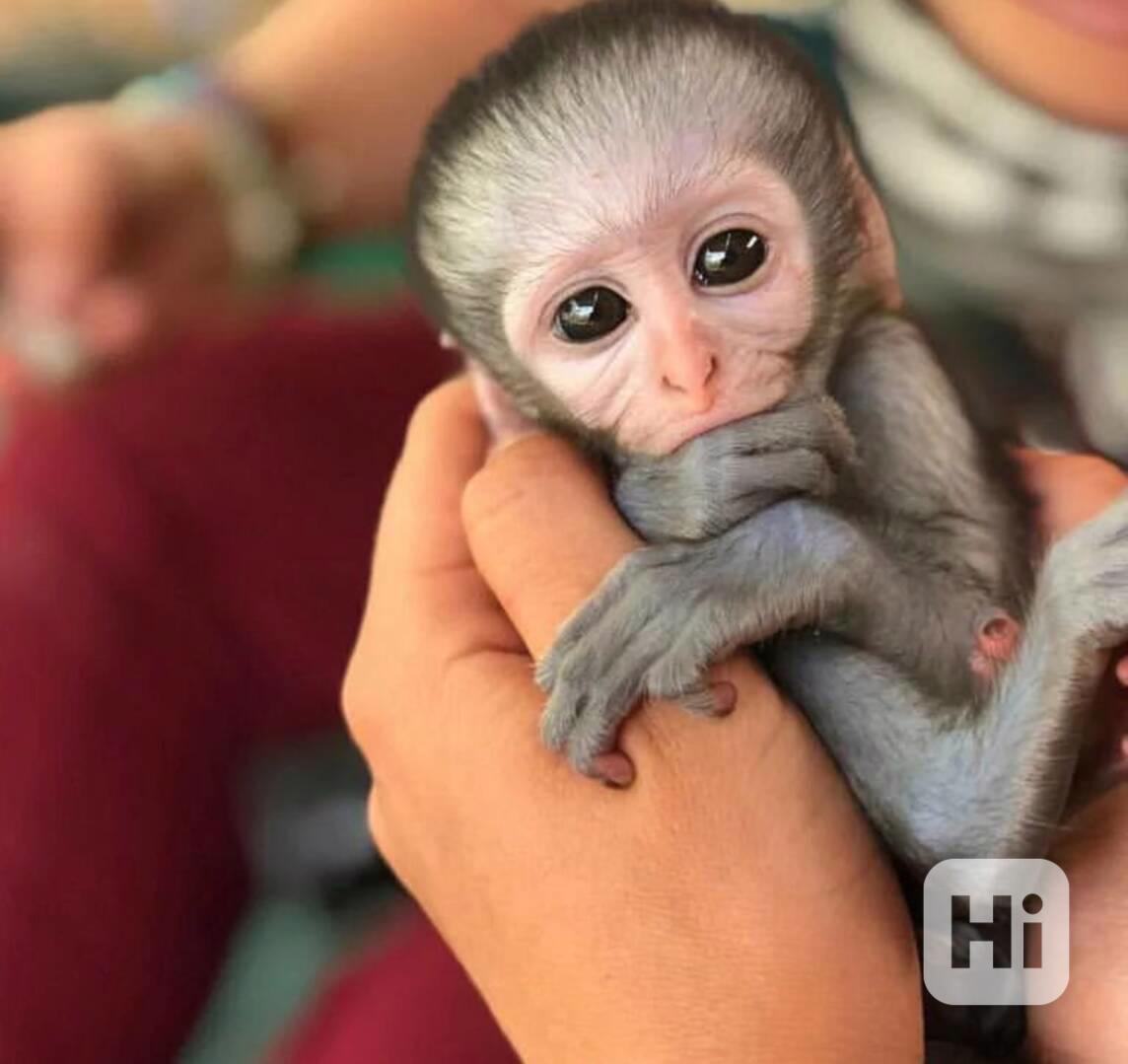 Rozkošný samec a samice mláďat kapucínských opic - foto 1