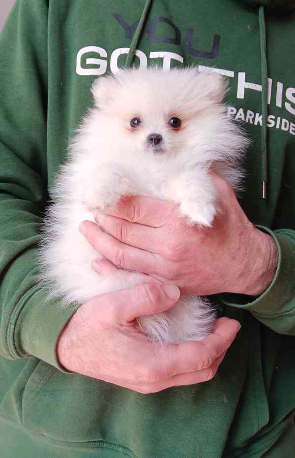 Pomeranian fenečka - foto 1