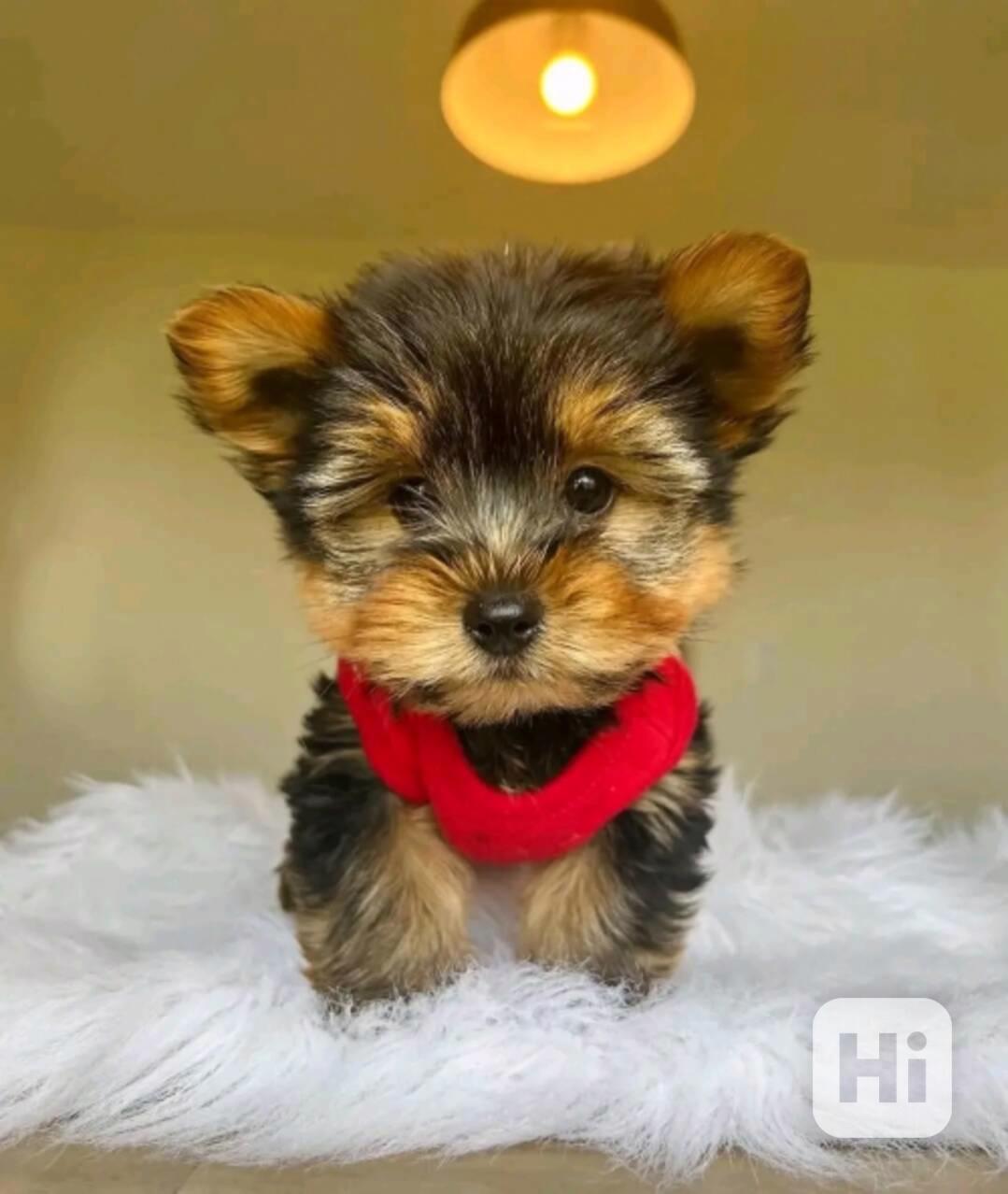 Krásná zdravá štěňata pejsci a fenky - foto 1