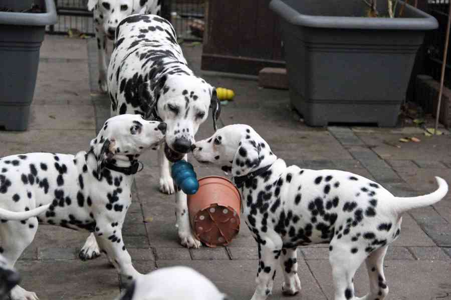 Krásná štěňata dalmatina - foto 2