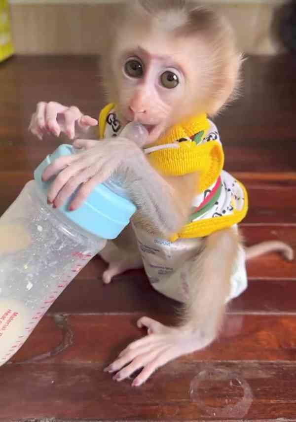 Dobře vycvičená opičí samice pro vaši rodinu - foto 1