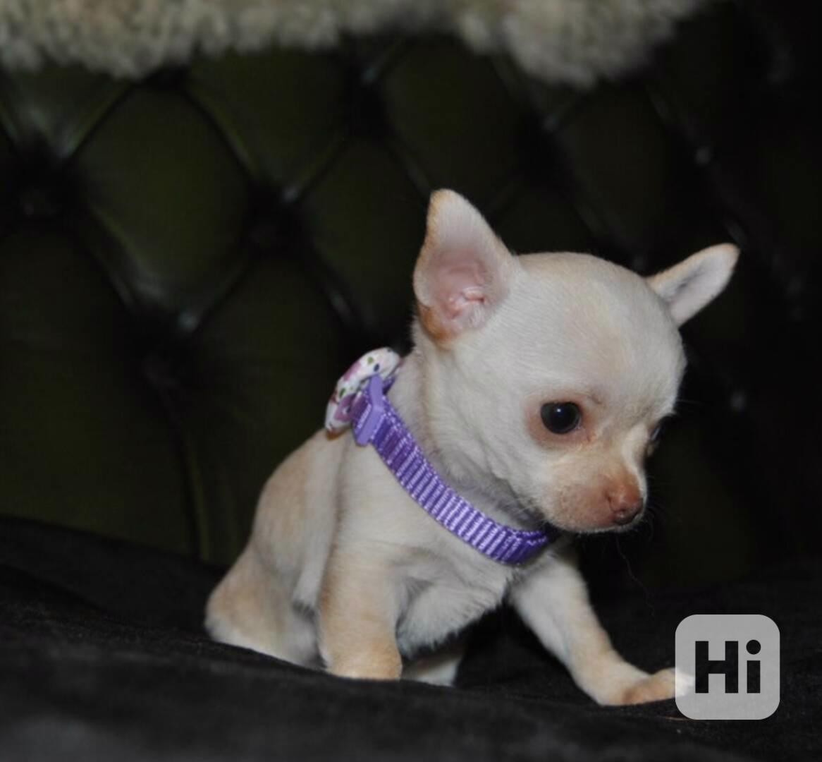 Štěňata čistokrevné čivavy - foto 1