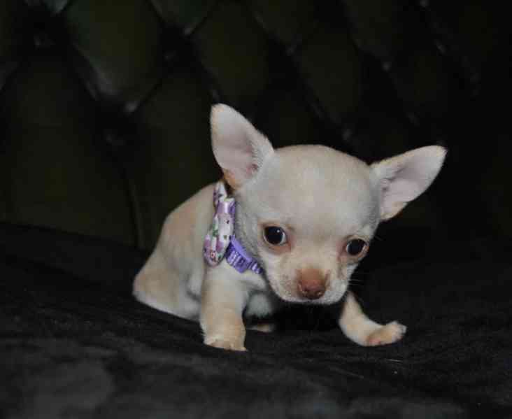 Štěňata čistokrevné čivavy - foto 3