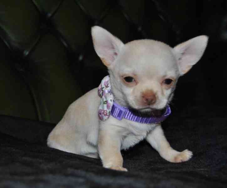 Štěňata čistokrevné čivavy - foto 2