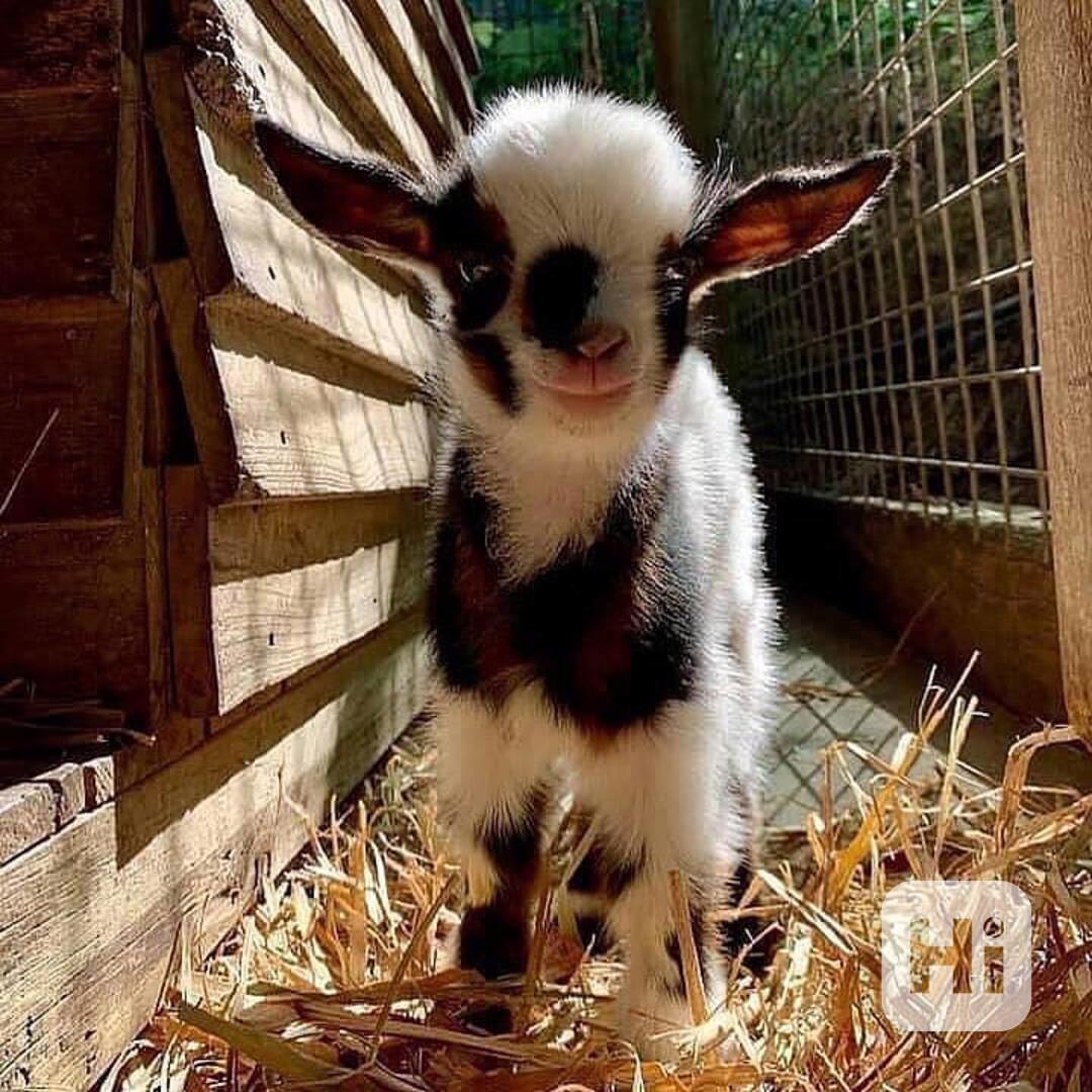 Prodám naprosto úžasné kozy - foto 1