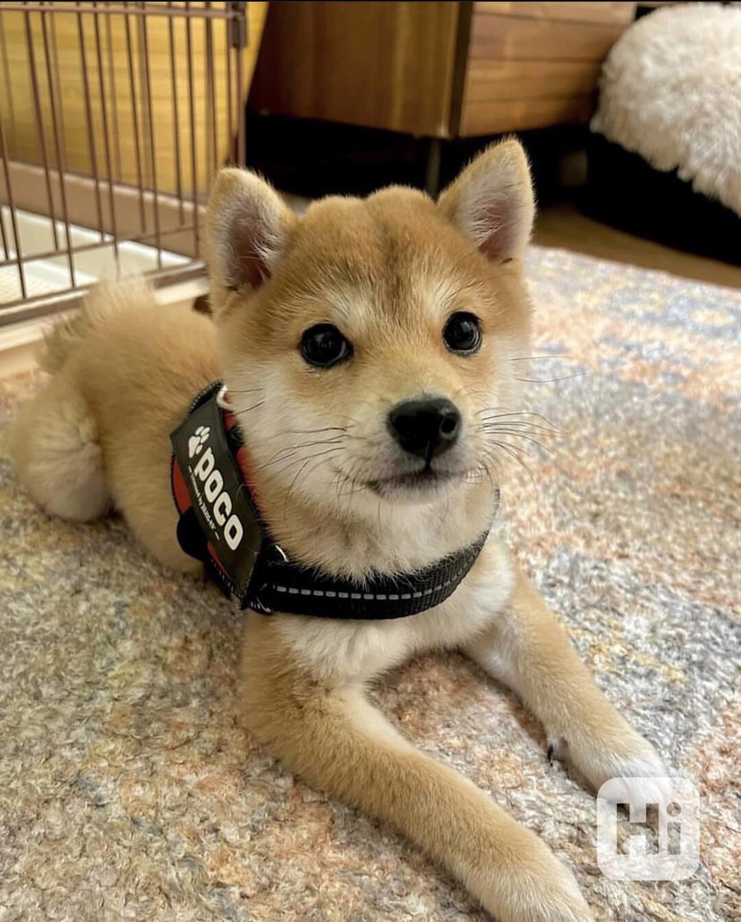 Shiba Inu - foto 1