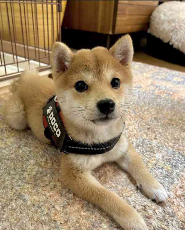 Obrázek k inzerátu: Shiba Inu