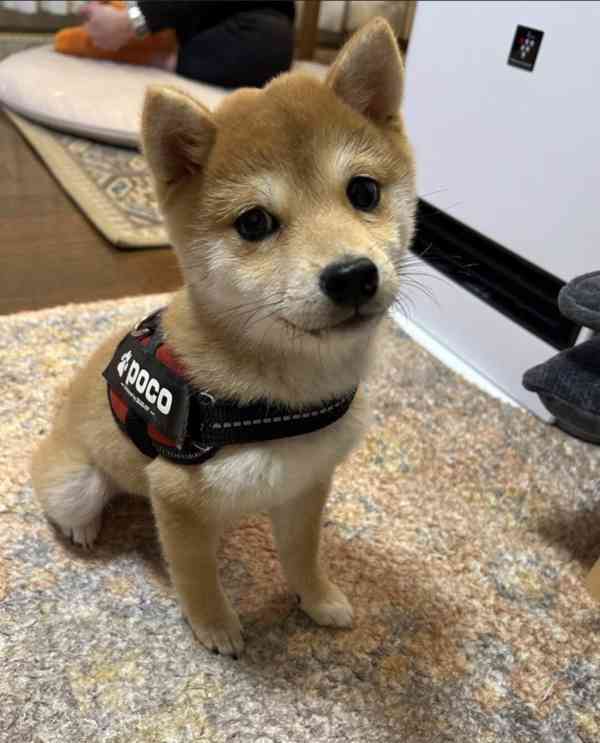 Shiba Inu - foto 2