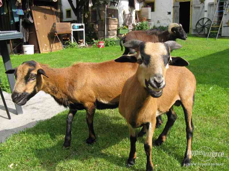 kamerunská ovce - foto 2