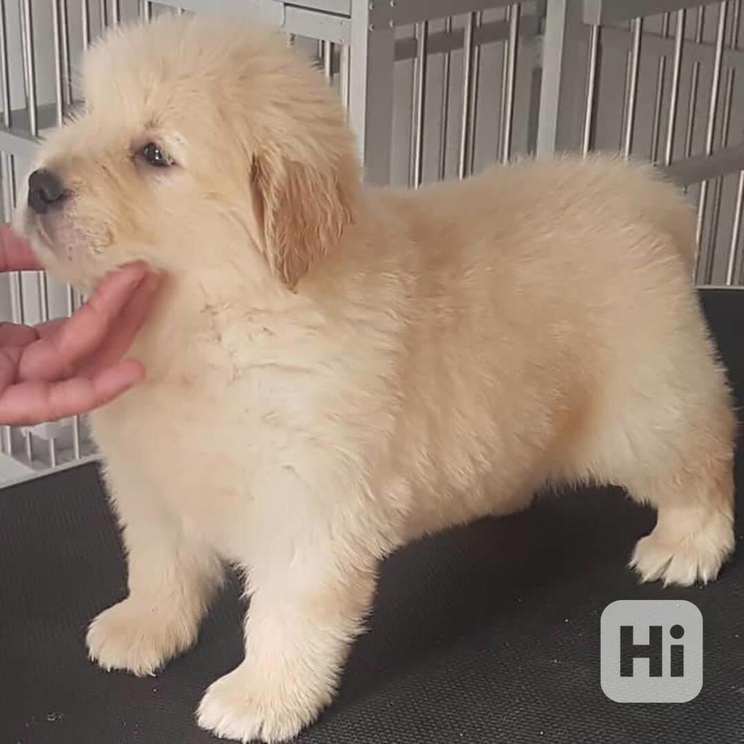 Štěňata zlatého retrívra pro milující rodinu na tyto Vánoce - foto 1