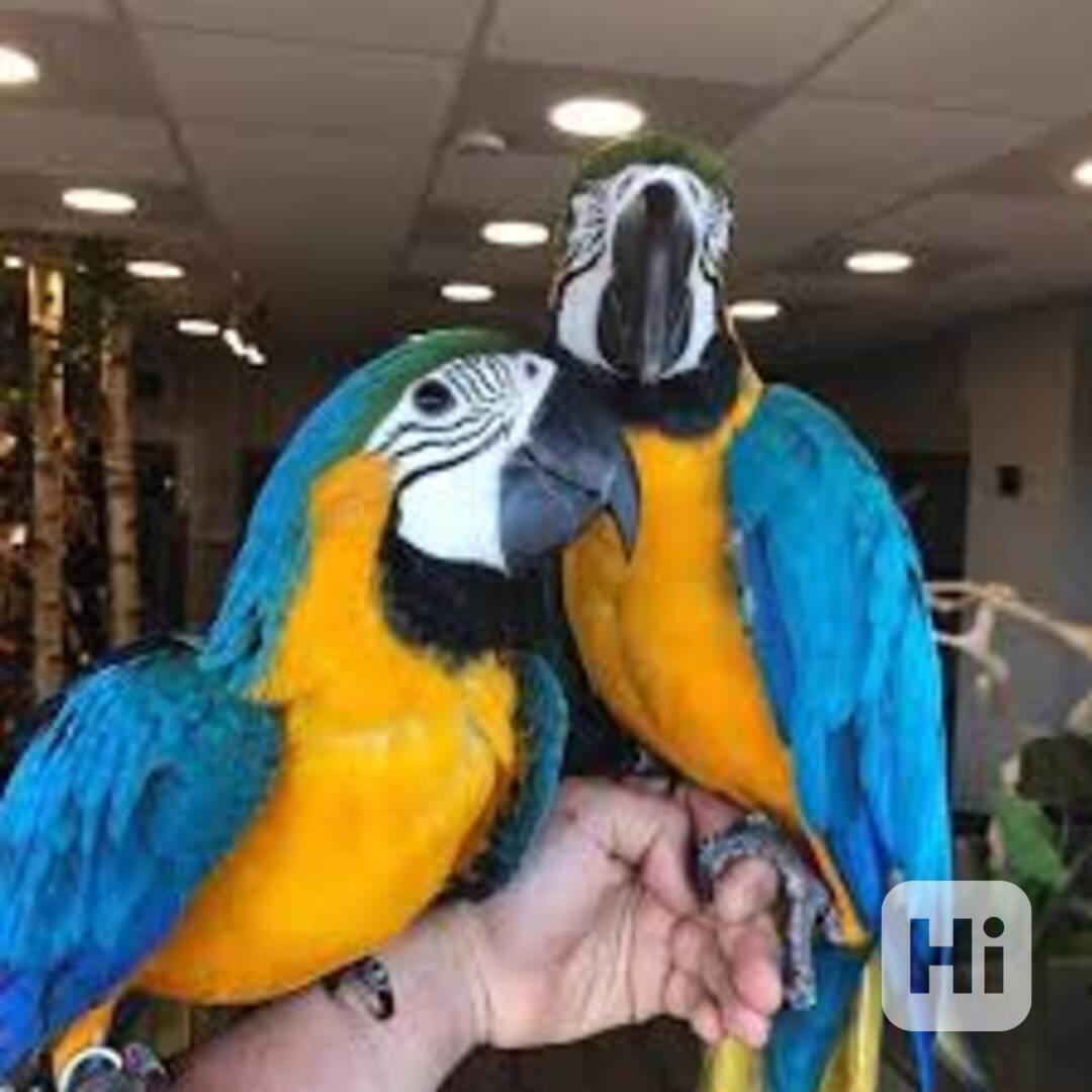 Klec modrý a zlatý papoušek Přemístění mého papouška. Je mu  - foto 1