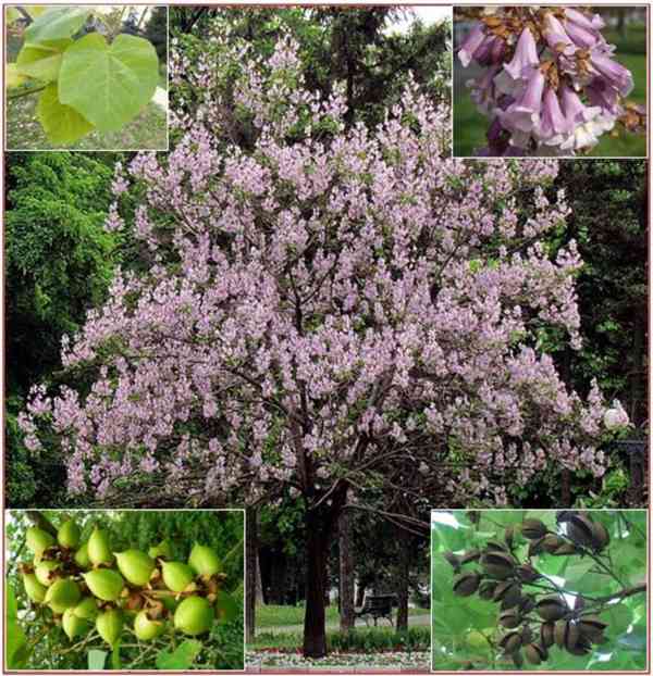 PAULOWNIA TOMENTOSA - SEMENA - foto 1