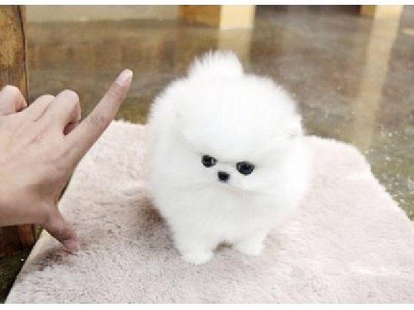 Koupím štěnátko Mini pomeranian bez PP i z PP  - foto 1