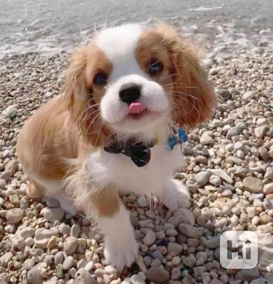  Volná štěňata kavalír King Charles španěl k adopci   - foto 1