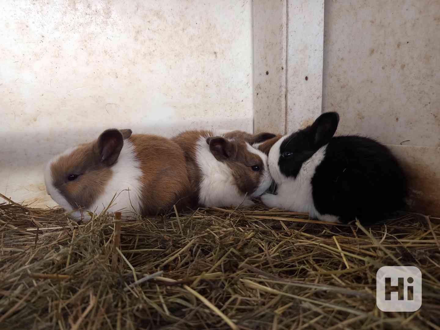 Holandský králík - králíčata na dokrm - foto 1