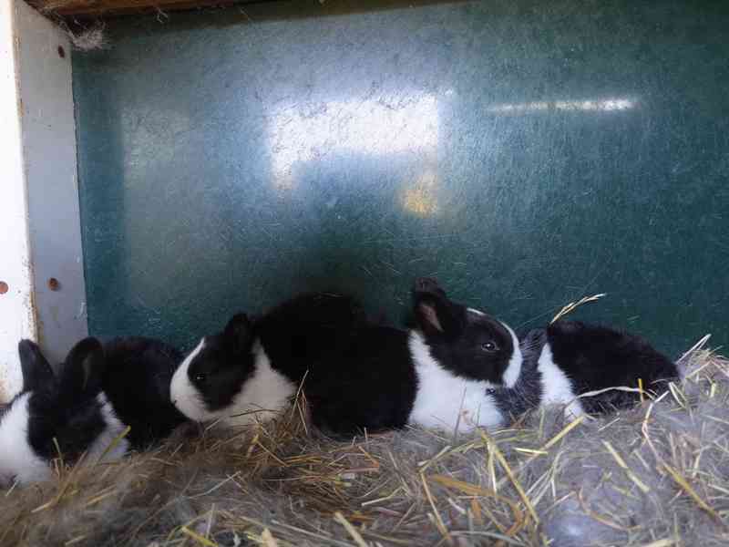 Holandský králík - králíčata na dokrm - foto 2