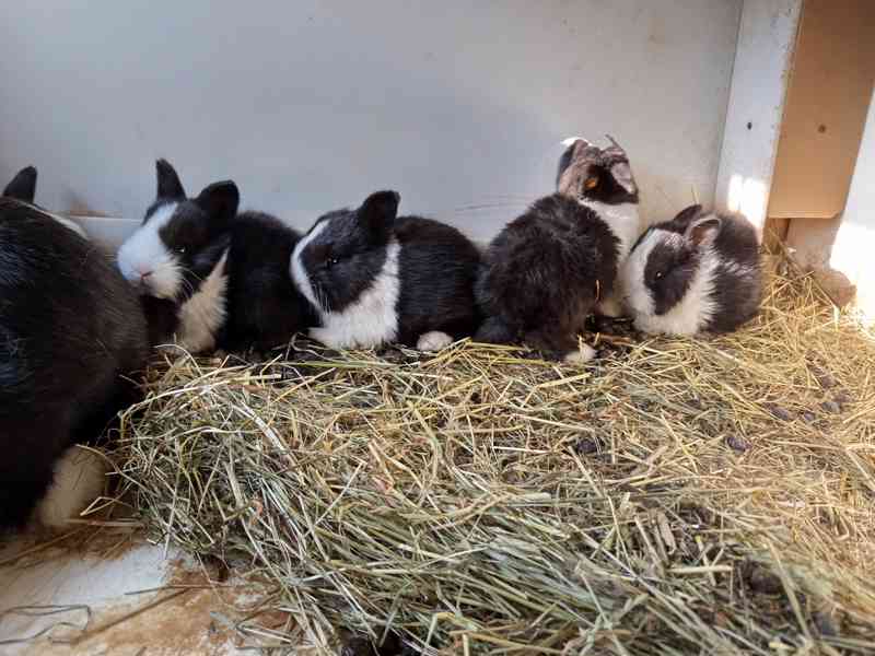 Holandský králík - králíčata na dokrm - foto 4