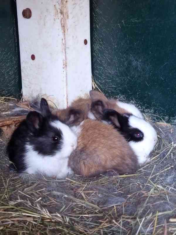 Holandský králík - králíčata na dokrm - foto 3