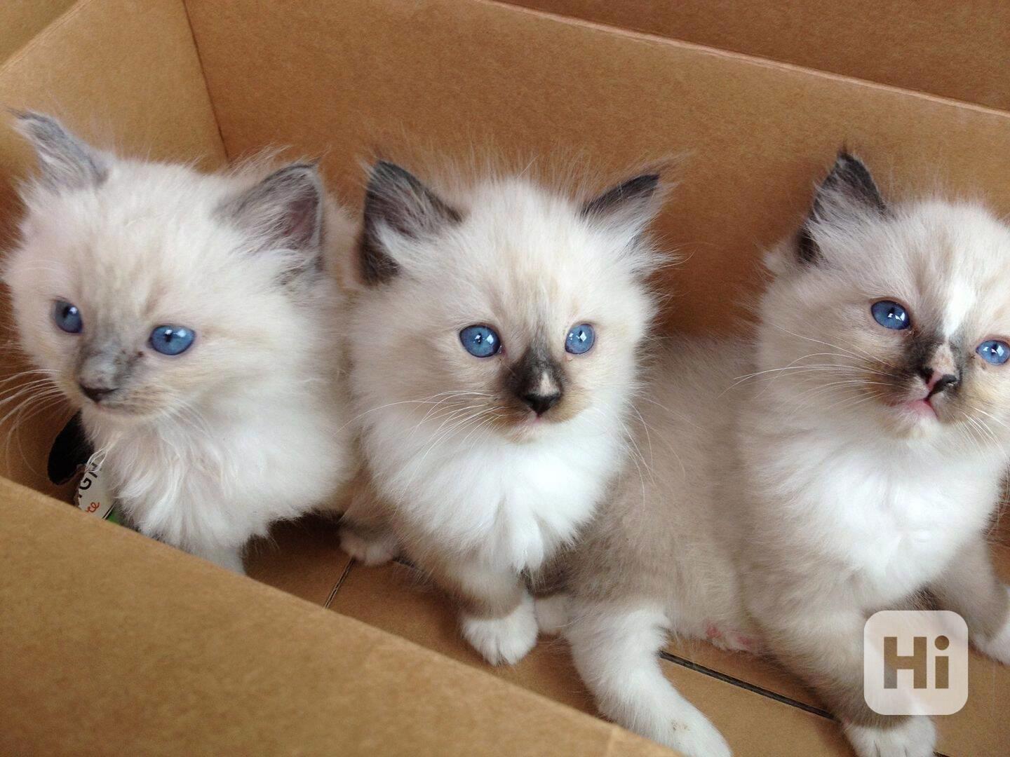 ragdoll kotě - foto 1