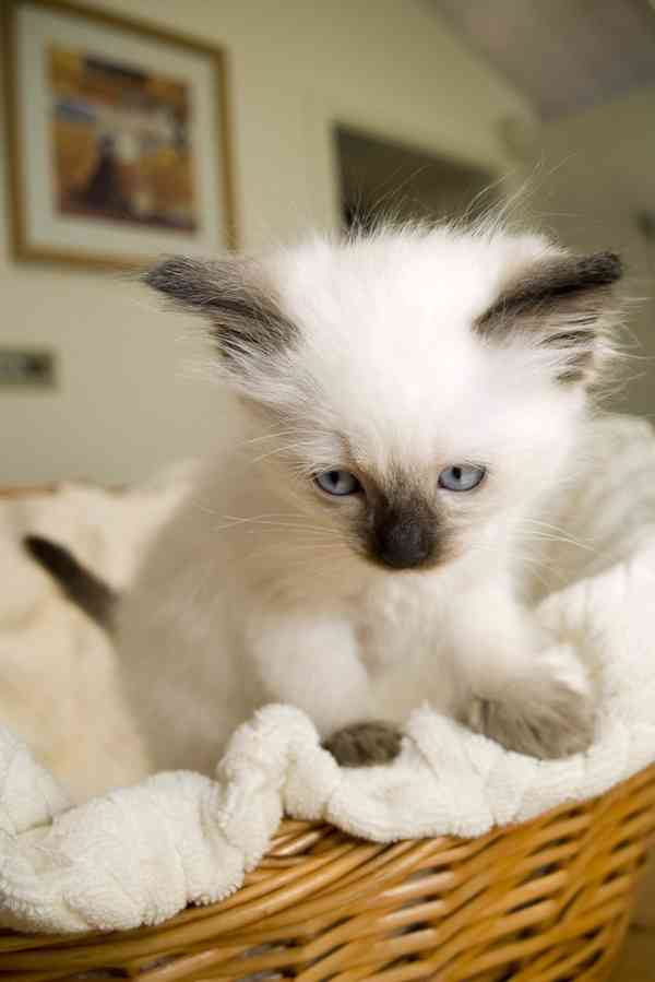 ragdoll kotě - foto 2