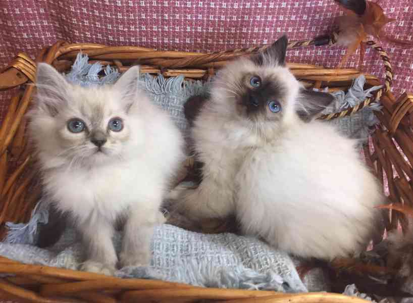ragdoll kotě - foto 4