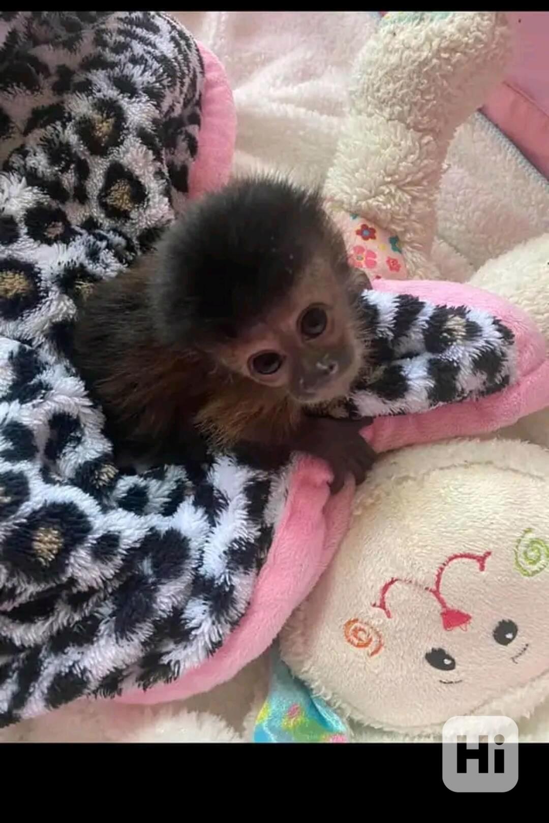  Energický samec kapucínské opice.        - foto 1