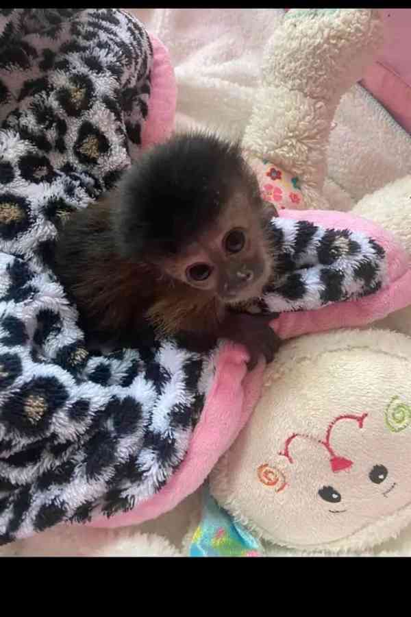  Energický samec kapucínské opice.        - foto 1