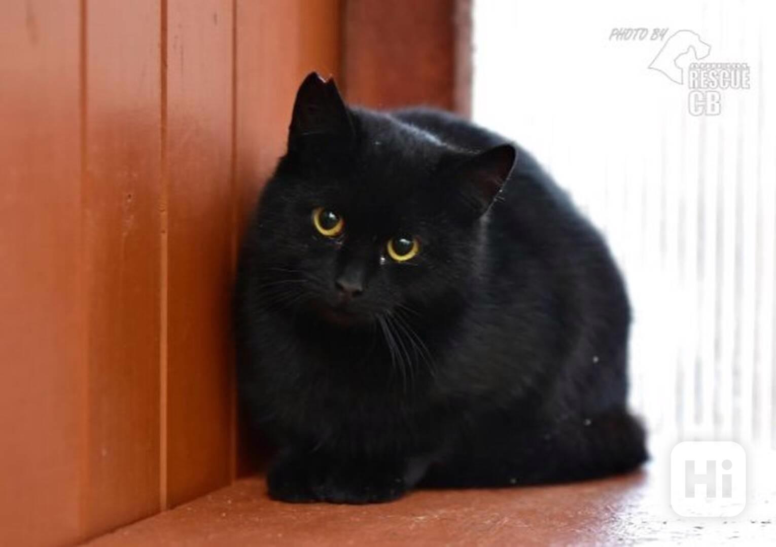 Darujeme myšilovku - foto 1