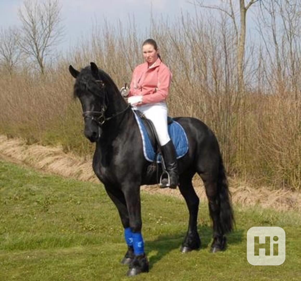 Krásné Fríské Koně K Adopci - foto 1