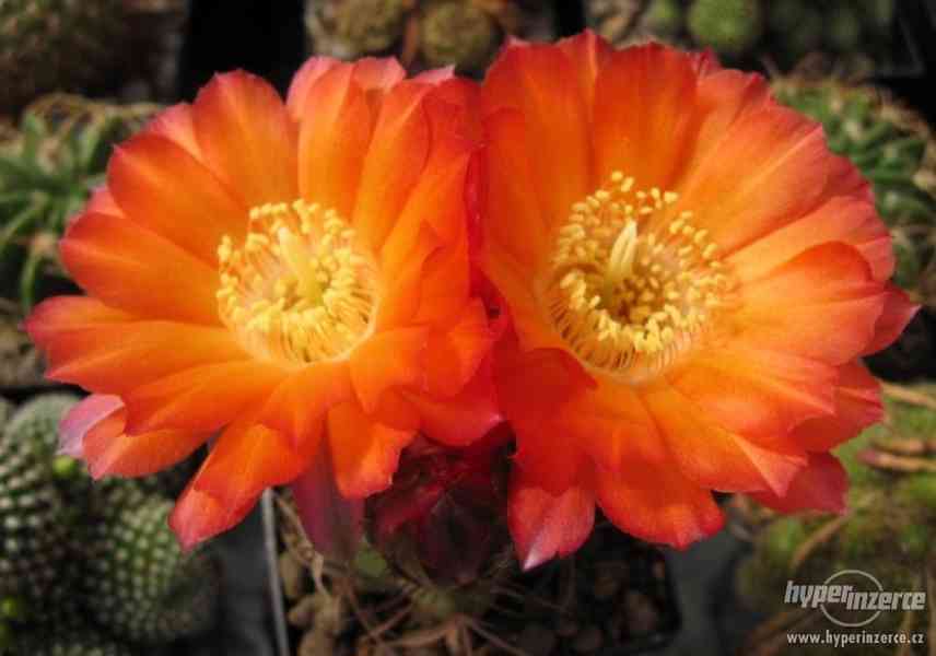 Kaktus Lobivia hualfinensis - semena - foto 1