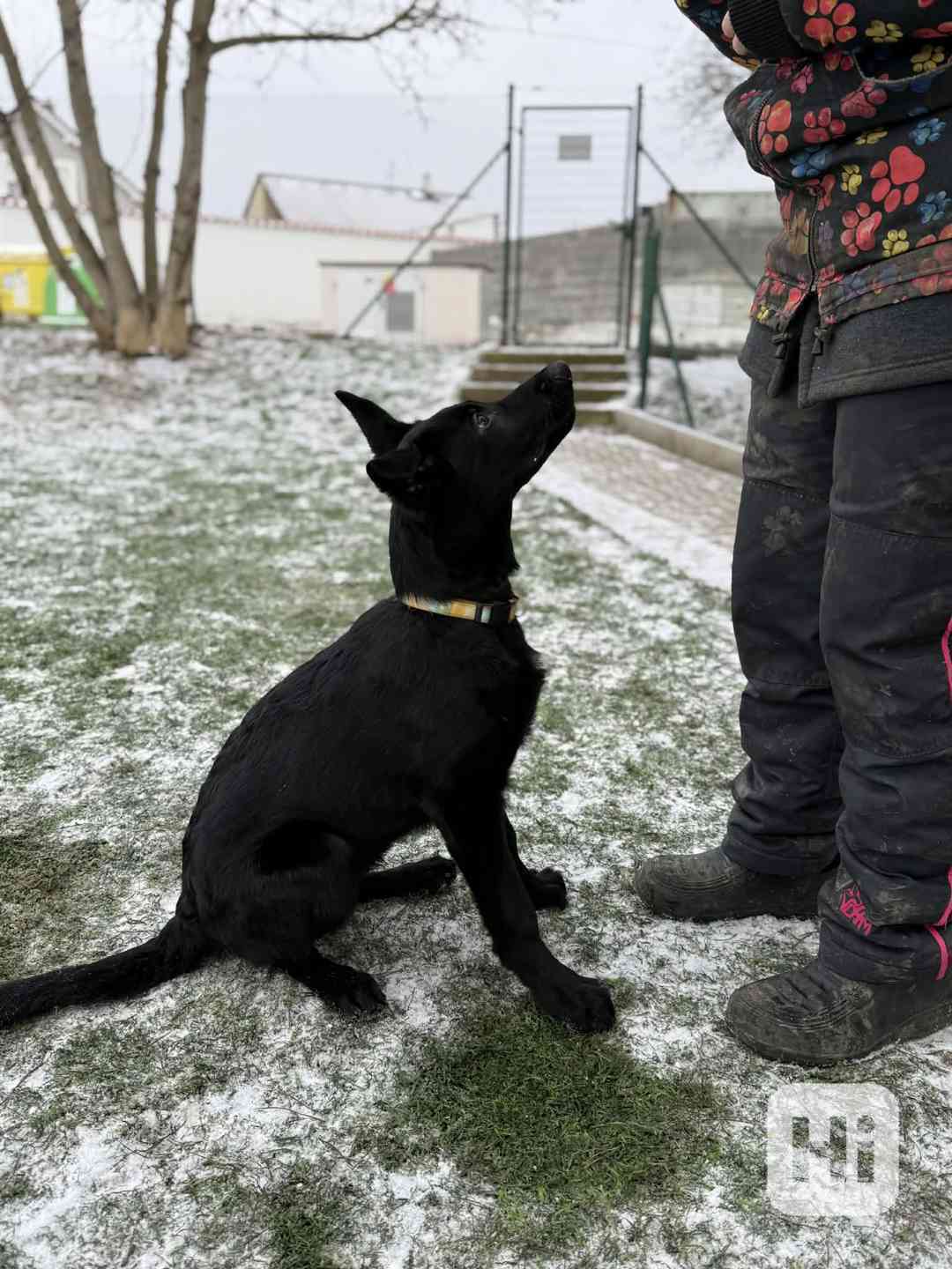 Štěně NO 3,5 měsíce - foto 1