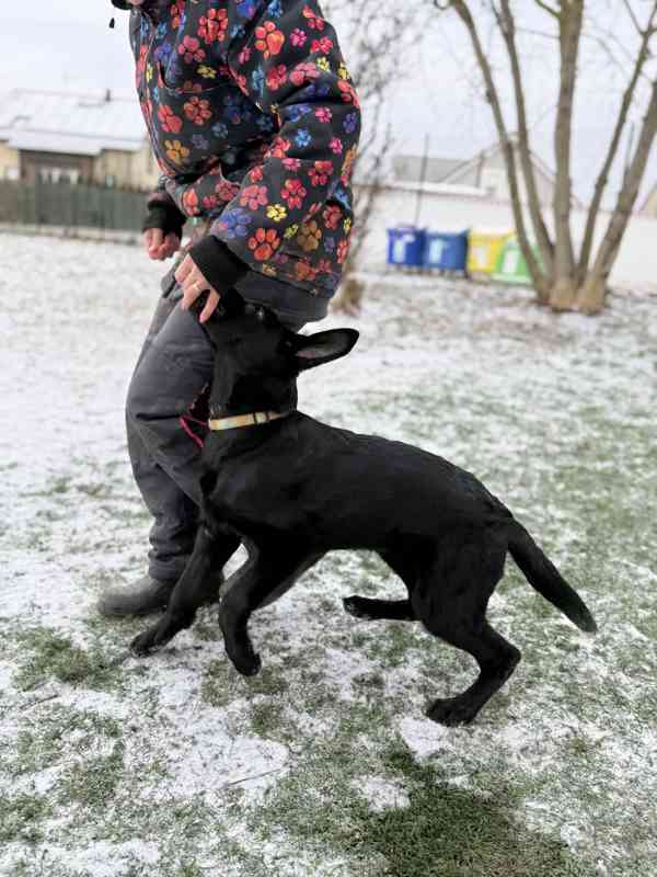 Štěně NO 3,5 měsíce - foto 2