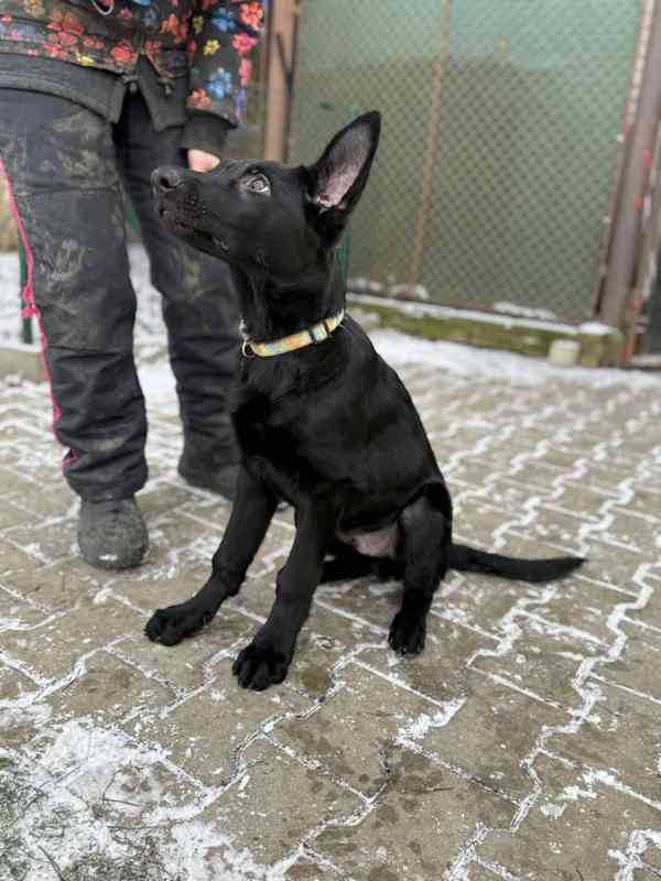 Štěně NO 3,5 měsíce - foto 3