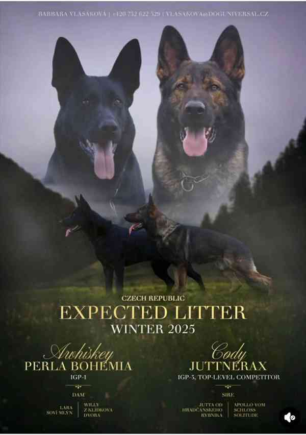 Štěně NO 3,5 měsíce - foto 4