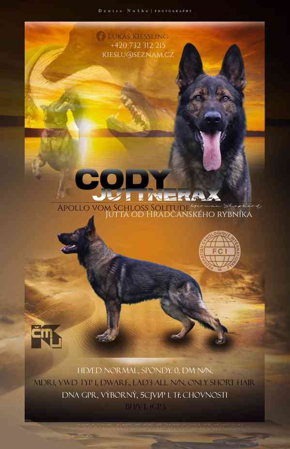 Štěně NO 3,5 měsíce - foto 6