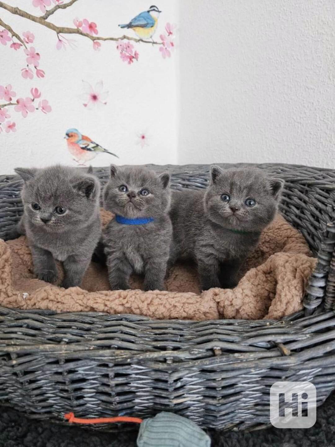 Britská koťata, kočka Bez PP. - foto 1