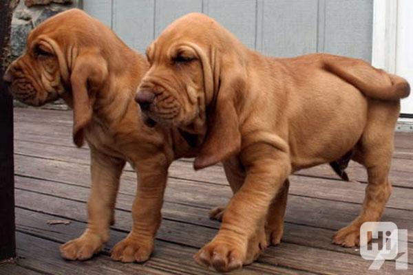 Bloodhound štěňata - foto 1