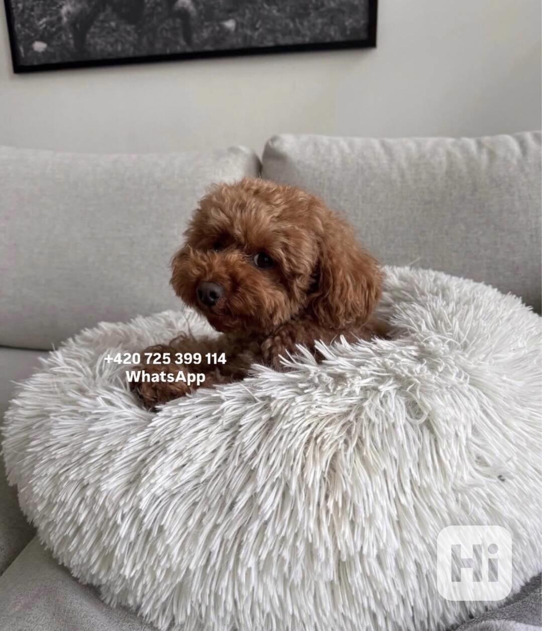 Toy poodle toy pudl male / boy 500€ - foto 1